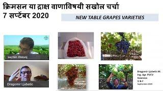 Crimson Variety Grape Cultivation Practices & Challenges | Bayer Crop Science India