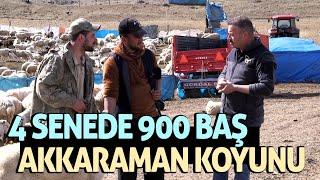 4 Senede 900 Baş Akkaraman Koyunu / Kangal Köpeklerinin Özellikleri