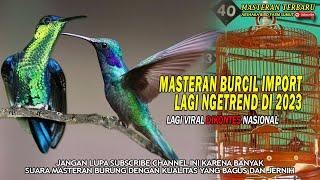 LAGI NGETREND..!!MASTERAN BURCIL IMPOR COCOK UNTUK BURUNG MURAIBATU - SIAP" BIKIN GEGER DI GANTANGAN