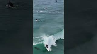 WAnTed To sAy HI!  #surfing  #blacksbeach #surfbeach #waves #dolphins #dolphin  #surfers