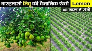 नींबू की खेती | Nimbu ki kheti | Lemon farming | नींबू की खेती कैसे करें