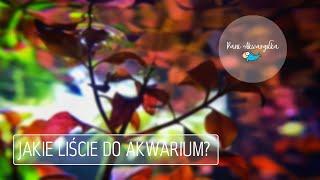 Liście w #akwarium czyli #natura dla akwarysty / Pani Akwarystka/ Jakie #liście do akwarium?