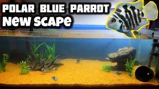 Polar Blue Parrot Fish Tank Re-Scape | Polar Blue Aquarium - Imran's World