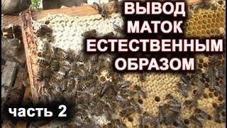 Вывод маток естественным способом. часть 2.