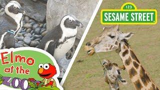 Sesame Street: Learn About Animals with Elmo! | Elmo at the Zoo Compilation