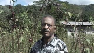 Improving red sorrel production in Jamaica pt1 of 4