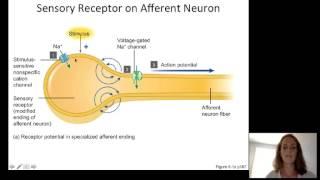 Lecture10 Sensory Physiology