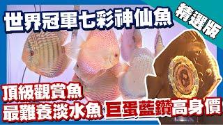 台灣第一等【會分泌乳汁的七彩神仙魚 百萬冠軍魚培育達人】南投_精選版