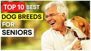 Top 10 Best Dog Breeds for Seniors | Best Dog Breeds for Elderly People | Makoree Pedia