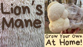 How to Grow Lion’s Mane Mushrooms at Home | Full Process