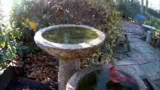 Time to Winterize your Birdbaths.wmv