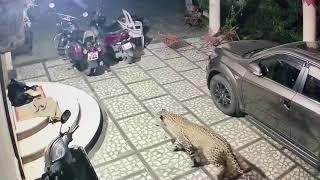TIGER ATTACK DOG IN HOUSE!(India)