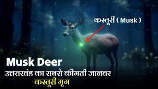 Kasturi Mrig, A State Animal Of Uttarakhand | 1 कस्तूरी की कीमत लाखो में  | Musk Deer Uttarakhand