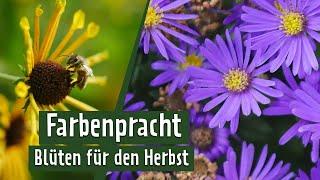 Blüten im Herbst | MDR Garten