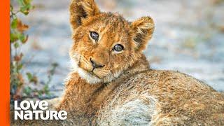 Lost Lion Cub "Spotty" Is on His Own | Part 2 | Love Nature