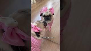 Loulou the Pug’s version of Flowers from Miley Cyrus  #pug #mileycyrus #shorts2023