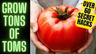 Tomato Growing Hacks, Tips And Tricks || Over 60 Secrets To Tons Of Tomatoes