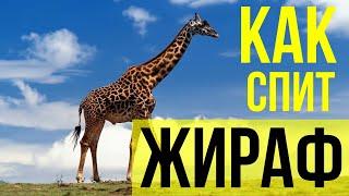 КАК ВЫГЛЯДИТ ЖИРАФ | ГДЕ ОБИТАЮТ ЖИРАФЫ | КАК СПЯТ ЖИРАФЫ