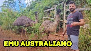 Conheça nosso belíssimo casal de Emus Australianos