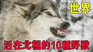 There are 10 kinds of beasts living in the Arctic. The Arctic wolves have a strict ethnic system. T