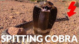 Zebra Spitting Cobra in the Wild!