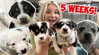 Naming My 1-Month-Old Rescue Puppies! 5 WEEK PUPPY UPDATE!