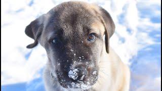 TURKISH KANGAL DOG - ASH THE KANGAL | KANGAL PUPPY SOCIALIZING