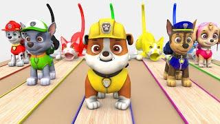 Con Cún Nhà Em | Nhạc Thiếu Nhi Sôi Động | Nhạc Thiếu Nhi Cho Bé Xem Vui Nhộn | Nursery Rhymes