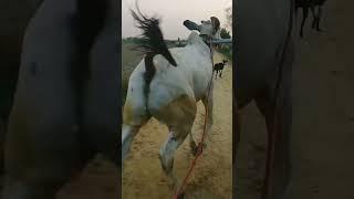 Ox Race Haryana | Nagori bail #oxrace #trending #viral #bailgada #raceonline