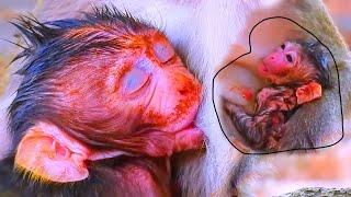 Action new of newborn monkey babies after mother giving birth and gets milk looks very cute