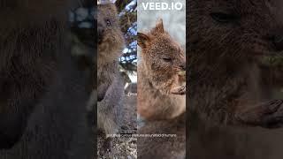 Meet the Happiest Animals on Earth: Quokkas