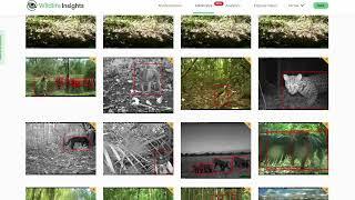 Tutorial completo para principiantes de Wildlife Insights
