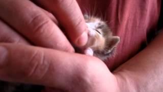 cute baby cat is purring