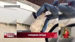 Живодер задушил собаку в Атырауской области