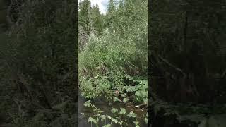 1535 Красивая Река Тайга #иииразум #рыбалка #тайга #fishing #hunting #хариус #выживалово #охота