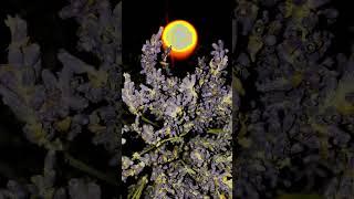 ️NORWAY #stalker ПРИСУТСТВИЕ-Я ЕСТЬ-(ТО СЬО) [сm. описаниe] #lavender #frankincense #myrrh #asmr