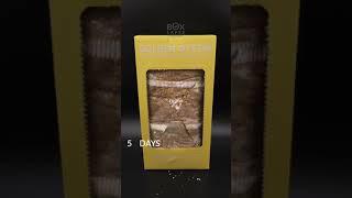 Boxlapse  Golden oyster mushroom grow kit from @nackrosgarden  #timelapse #mushroom #boxlapse