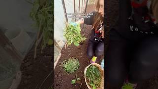 Что кладу в лунку при посадке кабачка: пошагово, с объяснением, без воды. #садоводство #огород