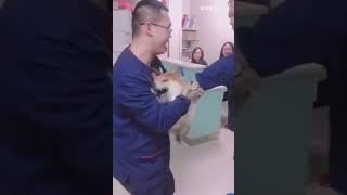 【柴犬】狗狗打針合集，我柴哥總能讓人猜不到結局！！