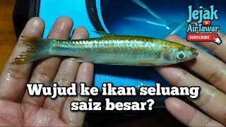 Spesies ikan seluang bersaiz besar