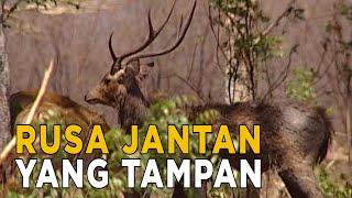 Rusa jantan yang tampan | JELAJAH