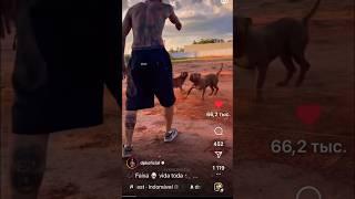 Осадил/Shortened #dpkoficial #dog #fight