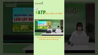 CÔNG THỨC VÀ THỜI ĐIỂM QUẢN LÝ LEM LÉP HẠT | An Thịnh Phát