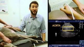 IMV imaging Small Animal Advanced Abdominal Ultrasound Video 2 – Aorta and Vena Cava