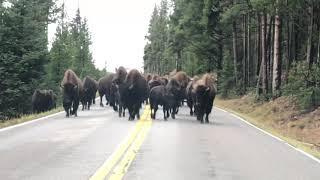 Yellowstone September 2019