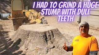 " Stump Grinding: Conquering a Massive Stump with Dull Teeth!"