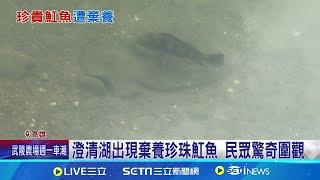 澄清湖出現棄養魟魚 水族業者:最高曾賣20幾萬 澄清湖出現棄養珍珠魟魚 民眾驚奇圍觀│記者 連冠智 何正鳳│新聞一把抓20250303│三立新聞台