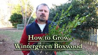 How to grow Wintergreen Boxwood (Evergreen Shrub with Compact Habit)