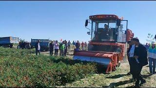 chili harvester paprika picker hot pepper harvest