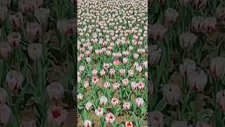 tulipppp🫶,lopyuuuu#tulips #tulip #berandayoutube #viral #viralbanget #berandayoutube #viral #tulip